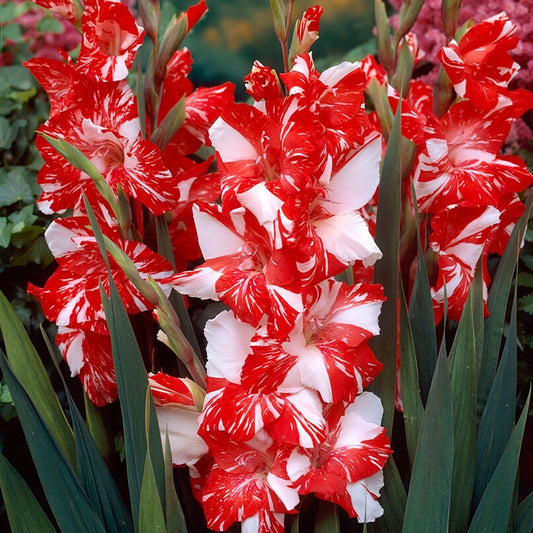 Gladiolus 'Zizanie' Bulbs