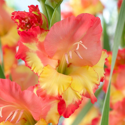 Gladiolus 'Princess Margaret Rose' Bulbs