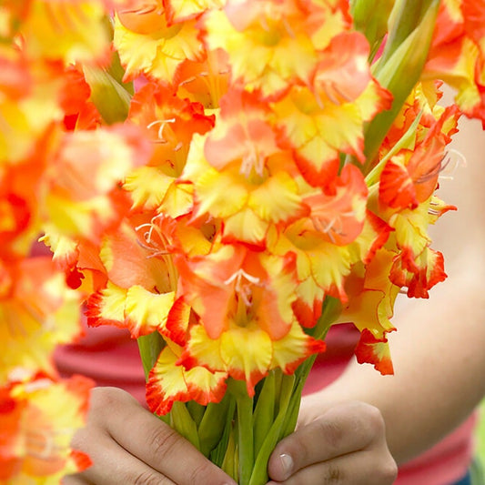Gladiolus 'Princess Margaret Rose' Bulbs