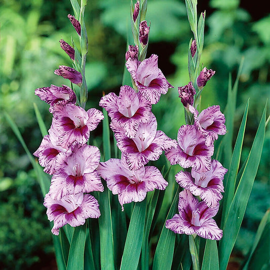 Gladiolus 'Passos' Bulbs