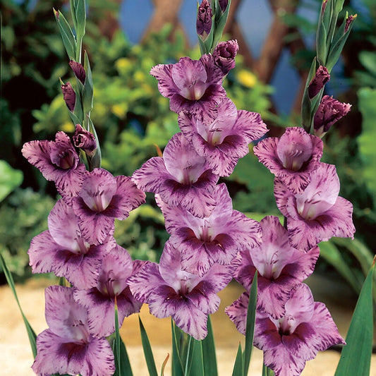 Gladiolus 'Passos' Bulbs