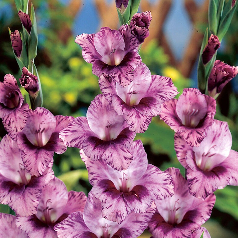 Gladiolus 'Passos' Bulbs