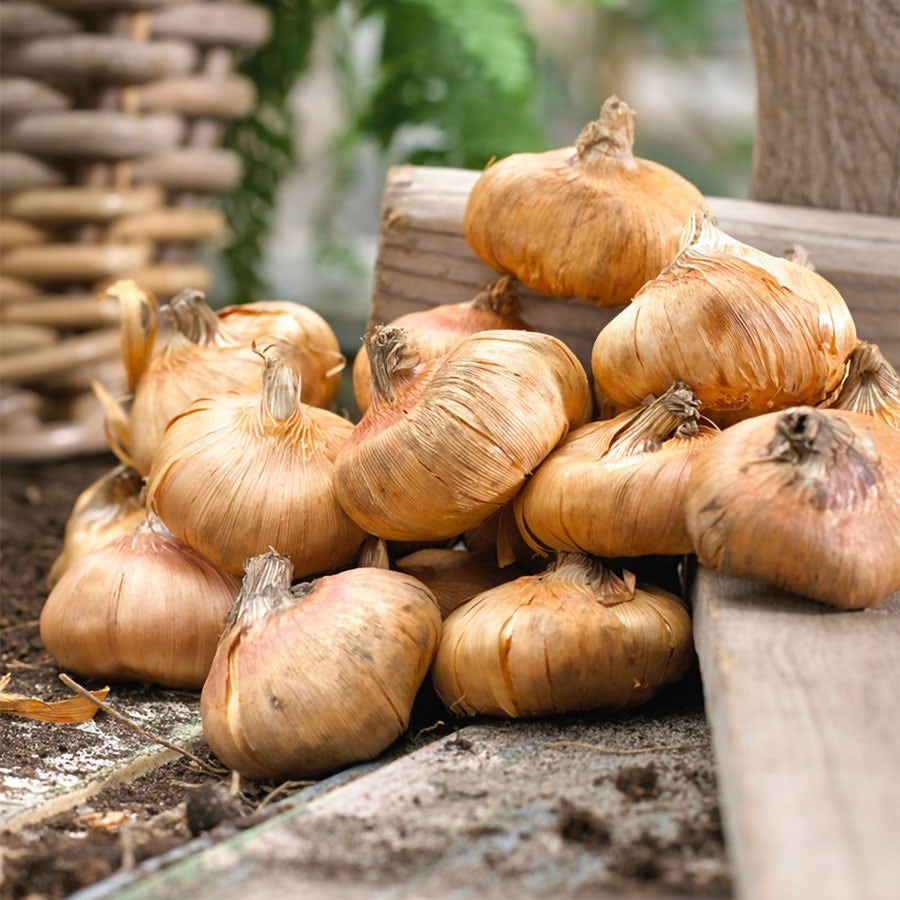 Gladiolus 'Passos' Bulbs