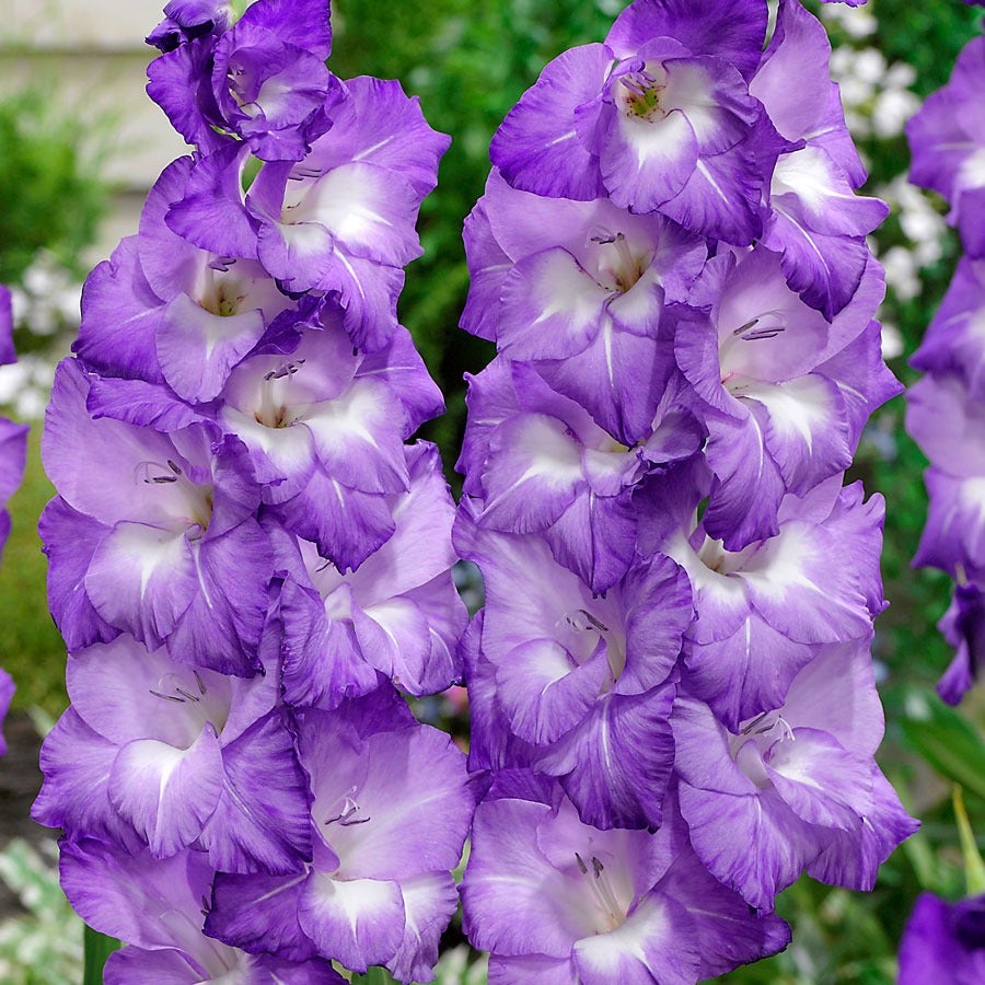 Gladiolus 'Nori' Bulbs