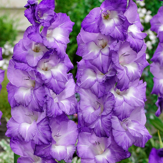 Gladiolus 'Nori' Bulbs