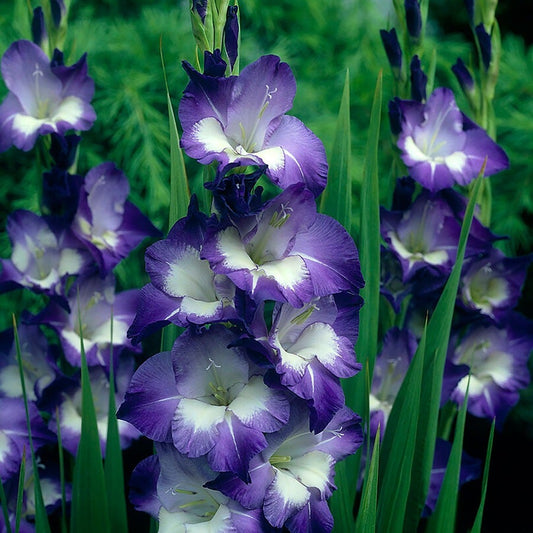 Gladiolus 'Nori' Bulbs