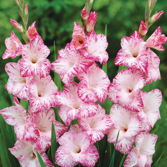 Gladiolus 'My Love' Bulbs