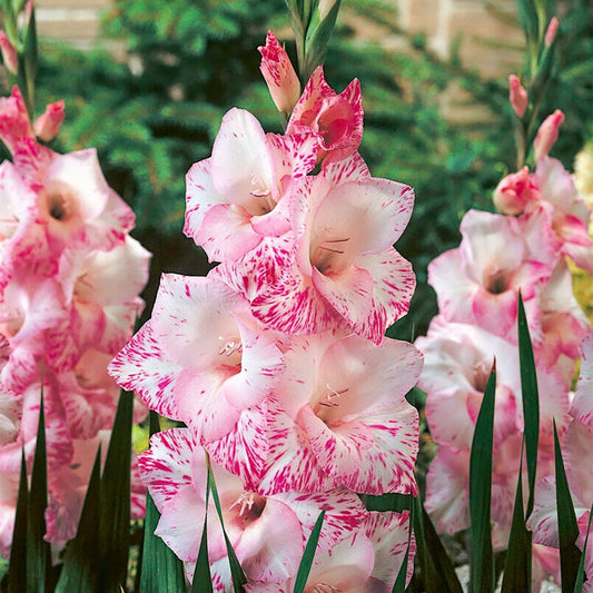 Gladiolus 'My Love' Bulbs