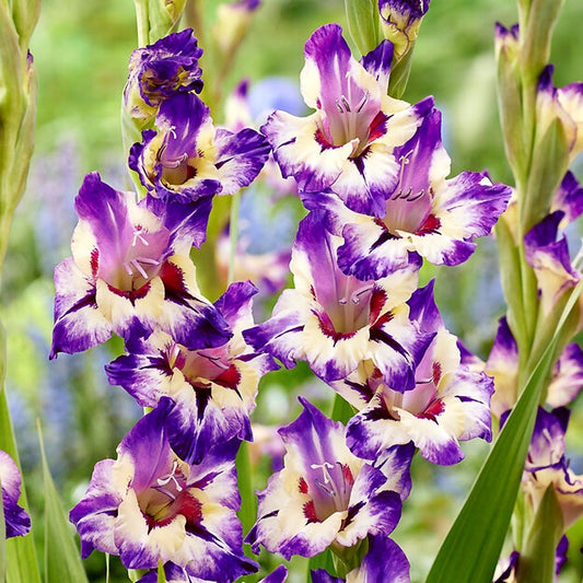 Gladiolus 'Circus Color' Bulbs