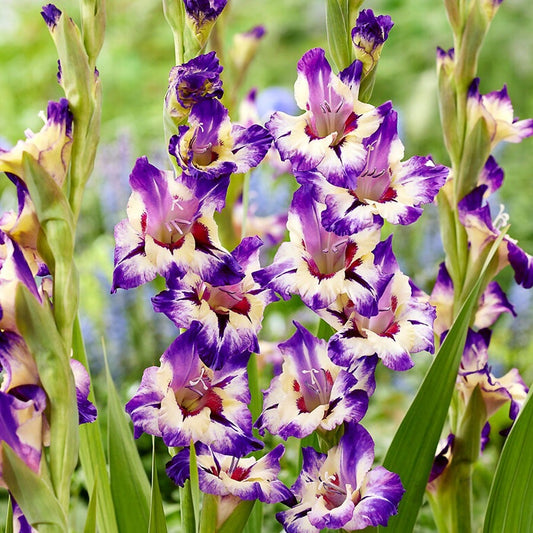 Gladiolus 'Circus Color' Bulbs