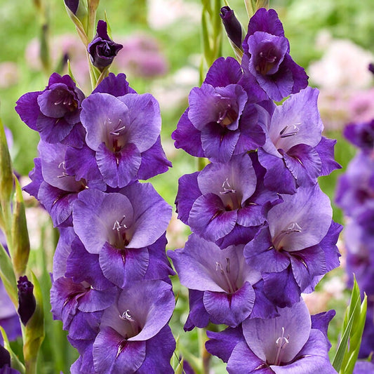 Gladiolus 'Purple Magic' Bulbs