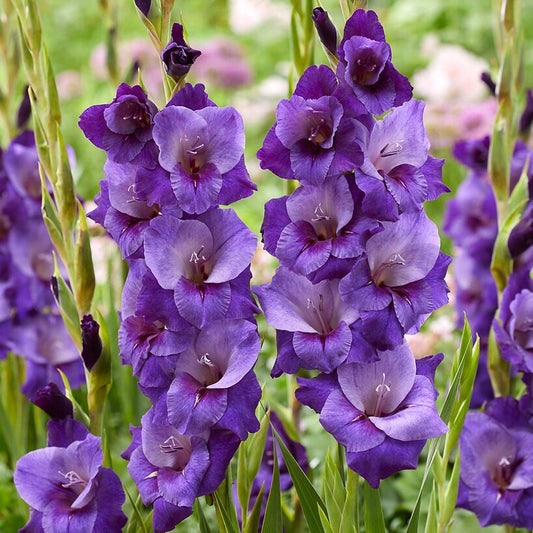Gladiolus 'Purple Magic' Bulbs