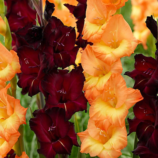 Gladiolus Midnight Blossom Blend Bulbs