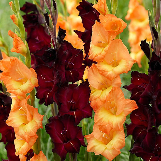 Gladiolus Midnight Blossom Blend Bulbs