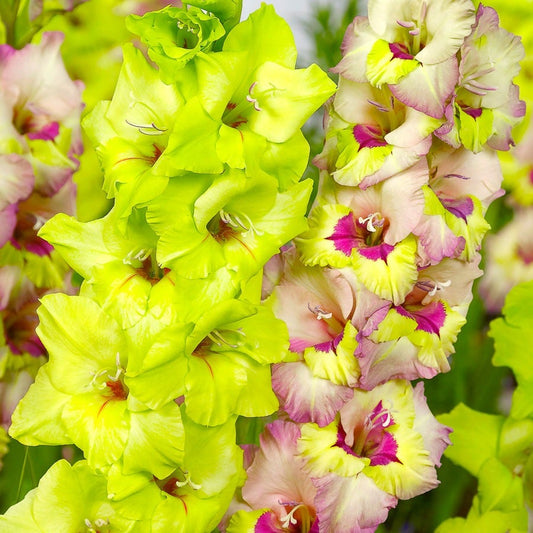 Gladiolus Emerald Snow Blend Bulbs