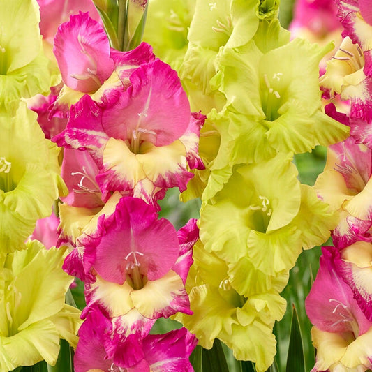 Gladiolus Exuberant Koi Blend Bulbs