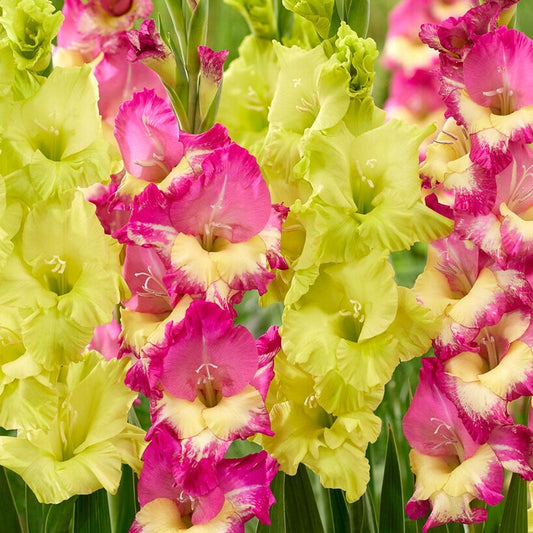 Gladiolus Exuberant Koi Blend Bulbs