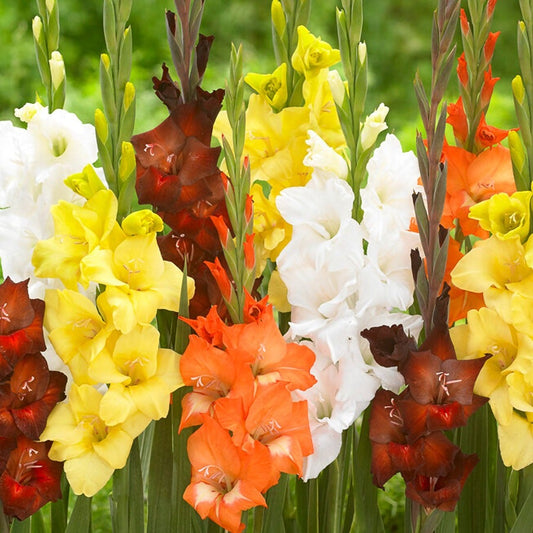 Gladiolus Sunrise Blend Bulbs