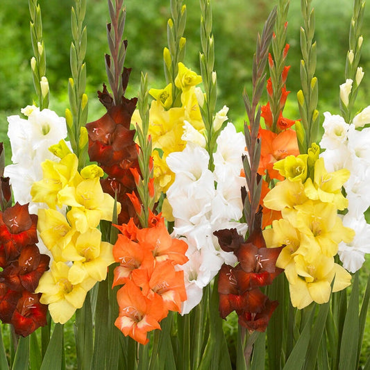 Gladiolus Sunrise Blend Bulbs