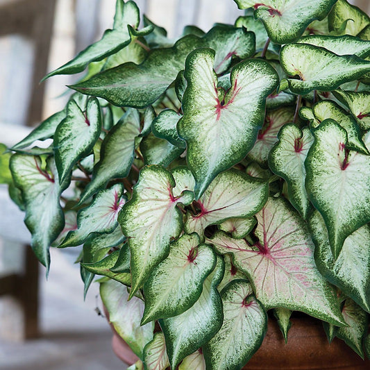 Caladium 'White Wonder' Bulbs