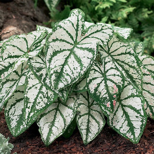 Caladium 'White Christmas' Bulbs