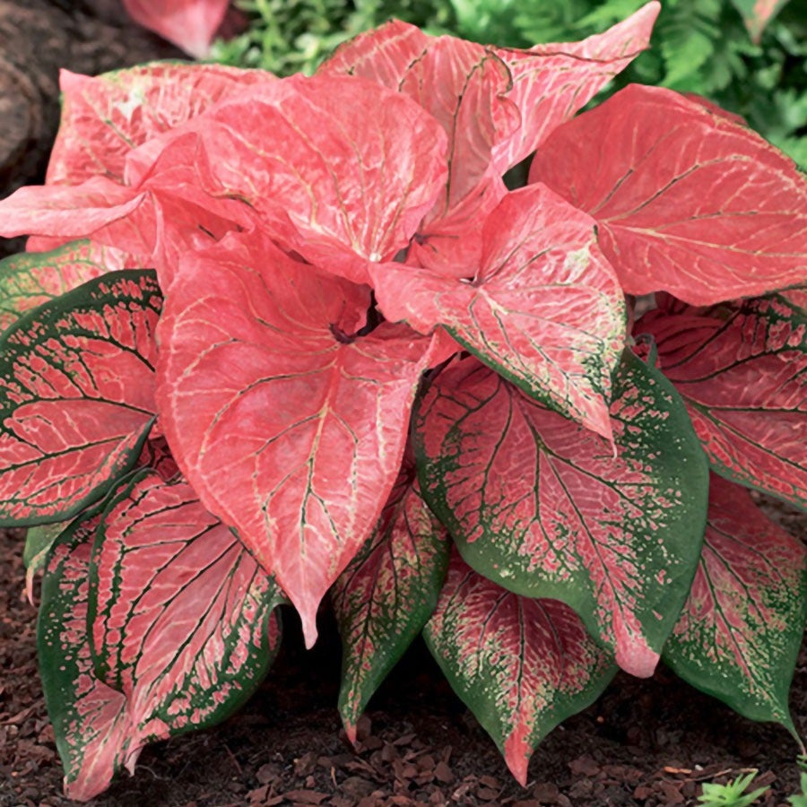 Caladium 'Pink Symphony' Bulbs – Wayside Gardens
