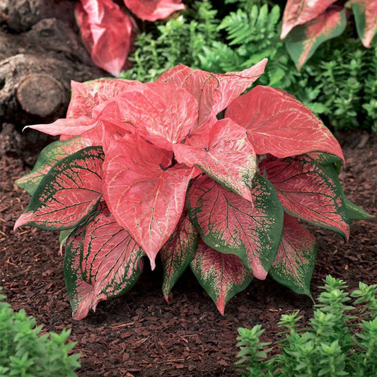 Caladium 'Pink Symphony' Bulbs