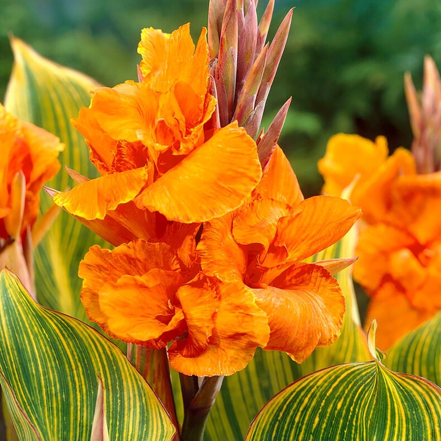 canna lily flower pictures Canna 'Bengal Tiger' Bulbs