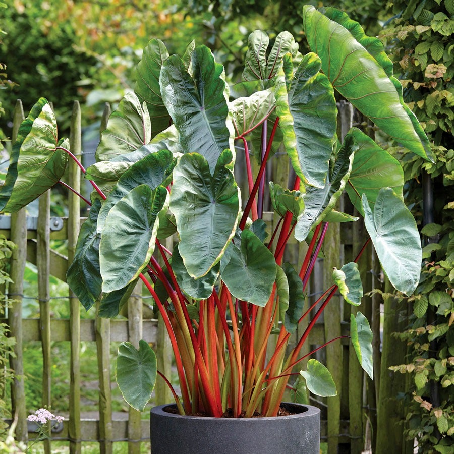 tropical plants like elephant ears Colocasia 'Hawaiian Punch' Elephant Ear Bulb