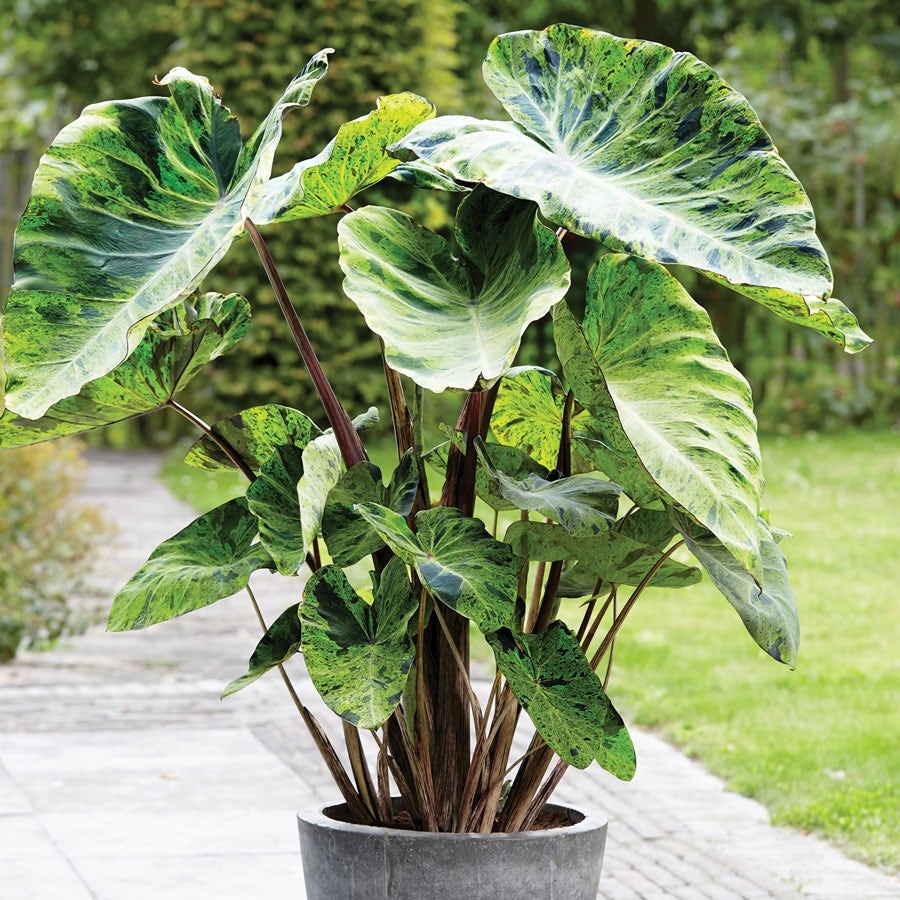 tropical elephant ear plant Colocasia 'Mojito' Elephant Ear Bulb