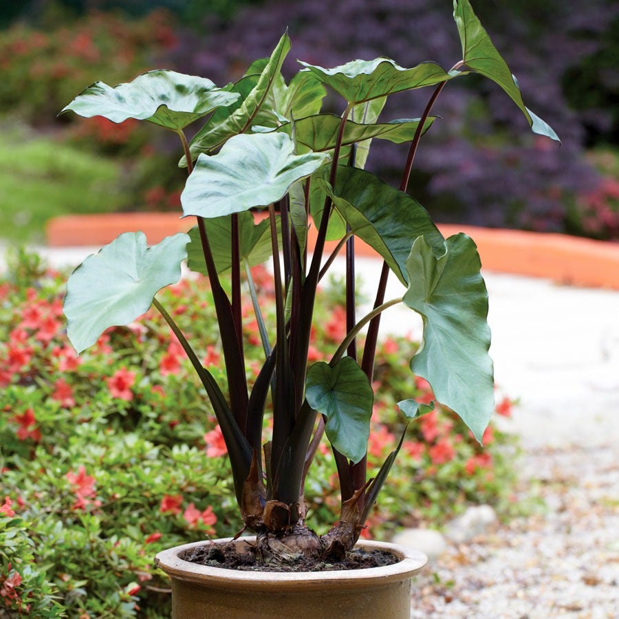 elephant ear plant with red leaves Colocasia 'Fontanesii' Black Stem Elephant Ear Bulb