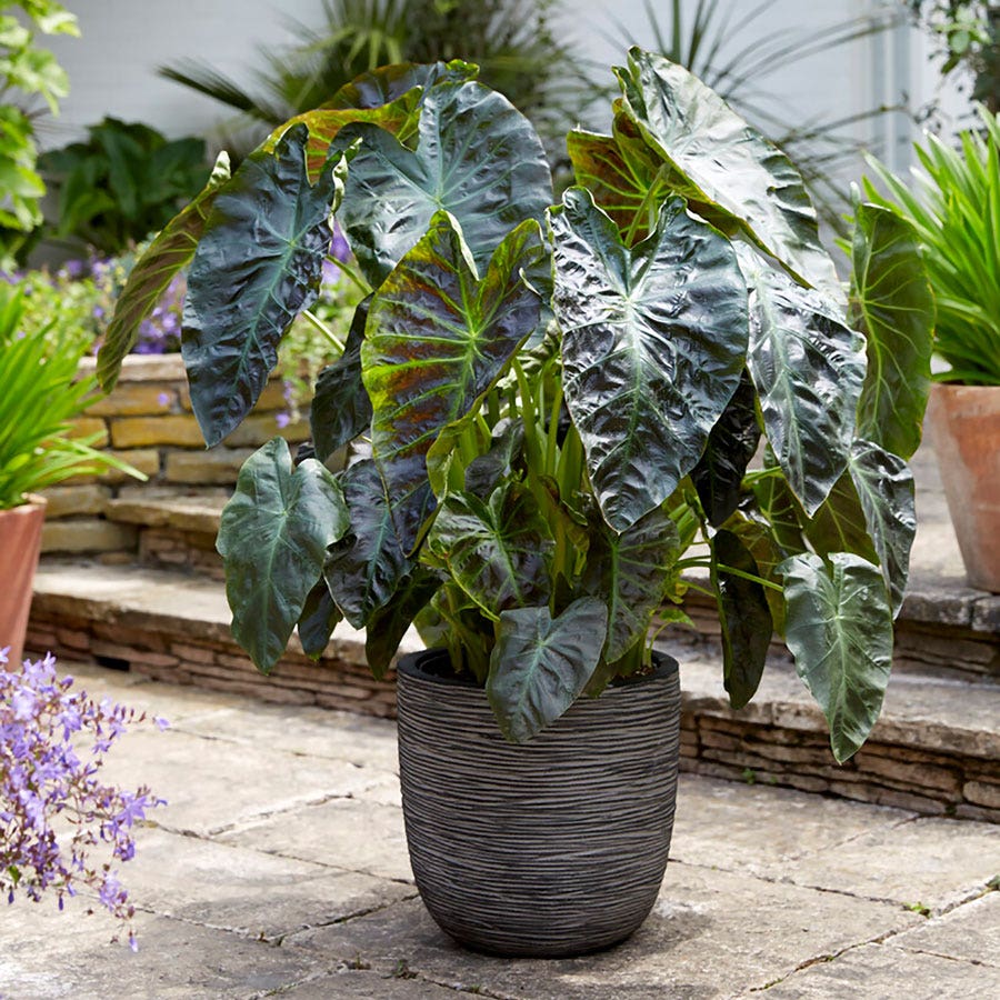 mature elephant ear plant Colocasia Royal Hawaiian® Aloha Elephant Ear Bulb