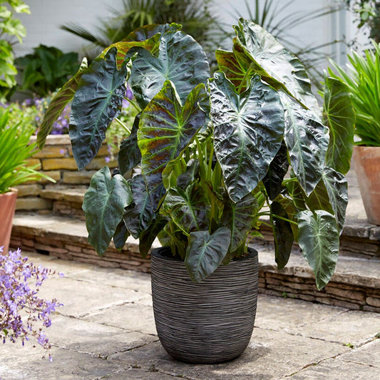 Colocasia Royal Hawaiian® Aloha Elephant Ear Bulb