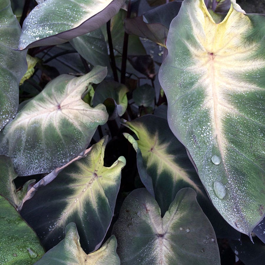 tropical plants like elephant ears Colocasia Royal Hawaiian® Tropical Storm Elephant Ear Bulb