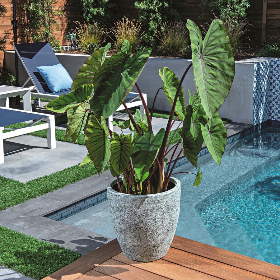 elephant ear aquatic plant Colocasia Royal Hawaiian® Blue Hawaii Elephant Ear Bulb