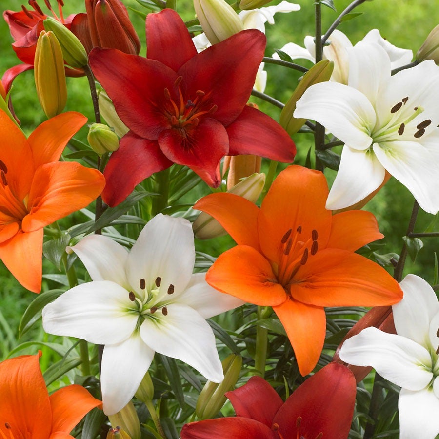 reblooming asiatic lily Lilium Perfect Pairing Summer Blend Asiatic Lily Bulbs