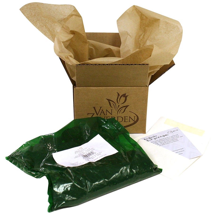 Lilium Tequila Sunrise Blend Oriental Lily Bulbs