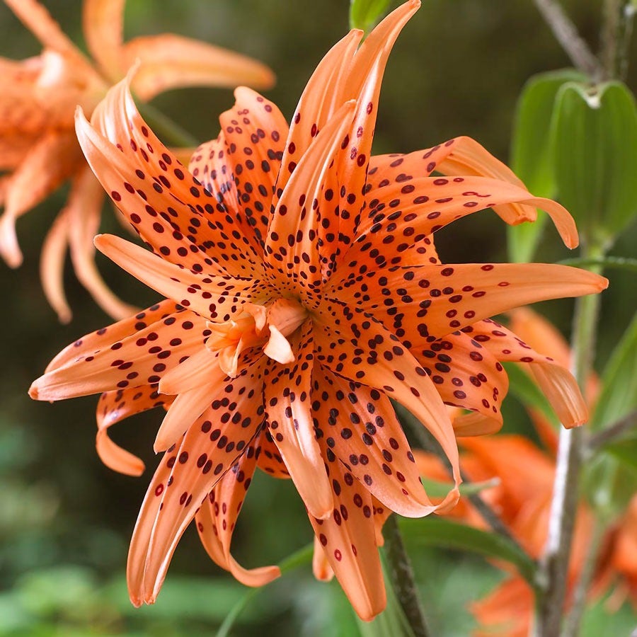 tiger lily pictures Lilium 'Double Tiger' Tiger Lily Bulbs