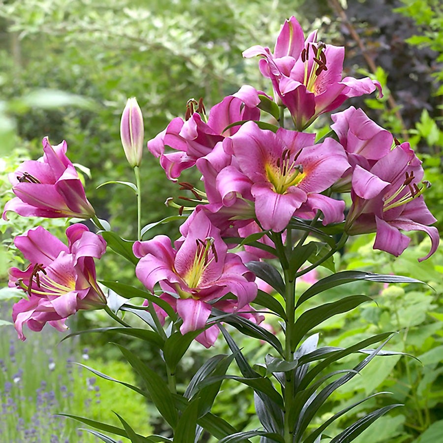 lily with small purple flower Lilium 'Purple Lady' Tree Lily Bulbs