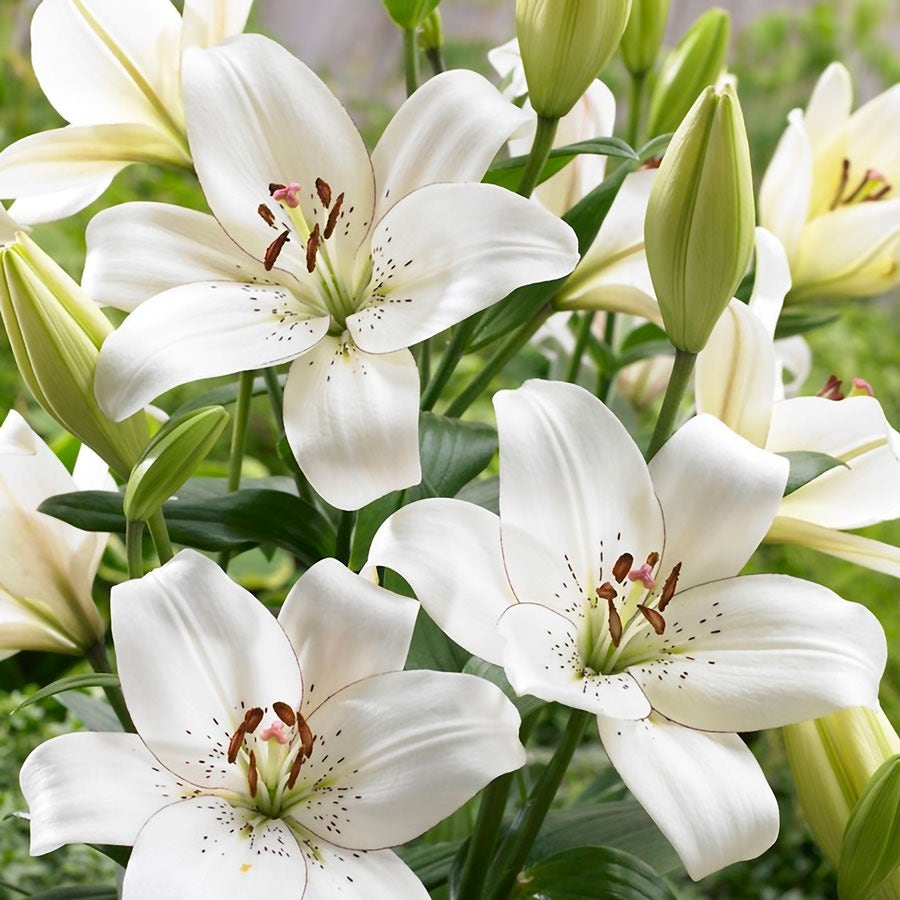 deadhead asiatic lilies Lilium 'Eyeliner' Asiatic Lily Bulbs – Wayside Gardens