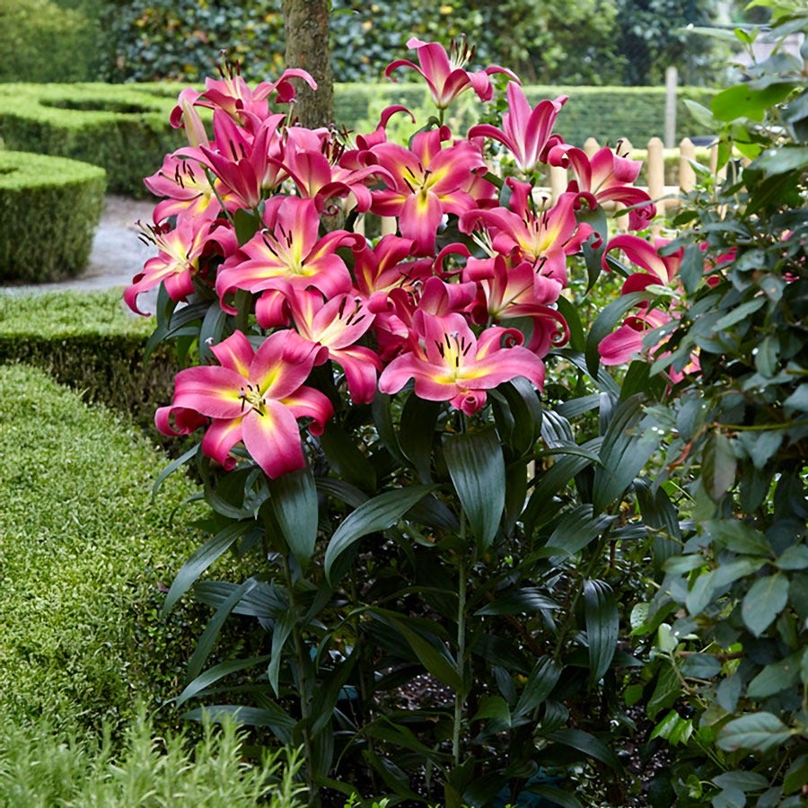 lily flower size Lilium 'Empoli Tree Lily Bulbs