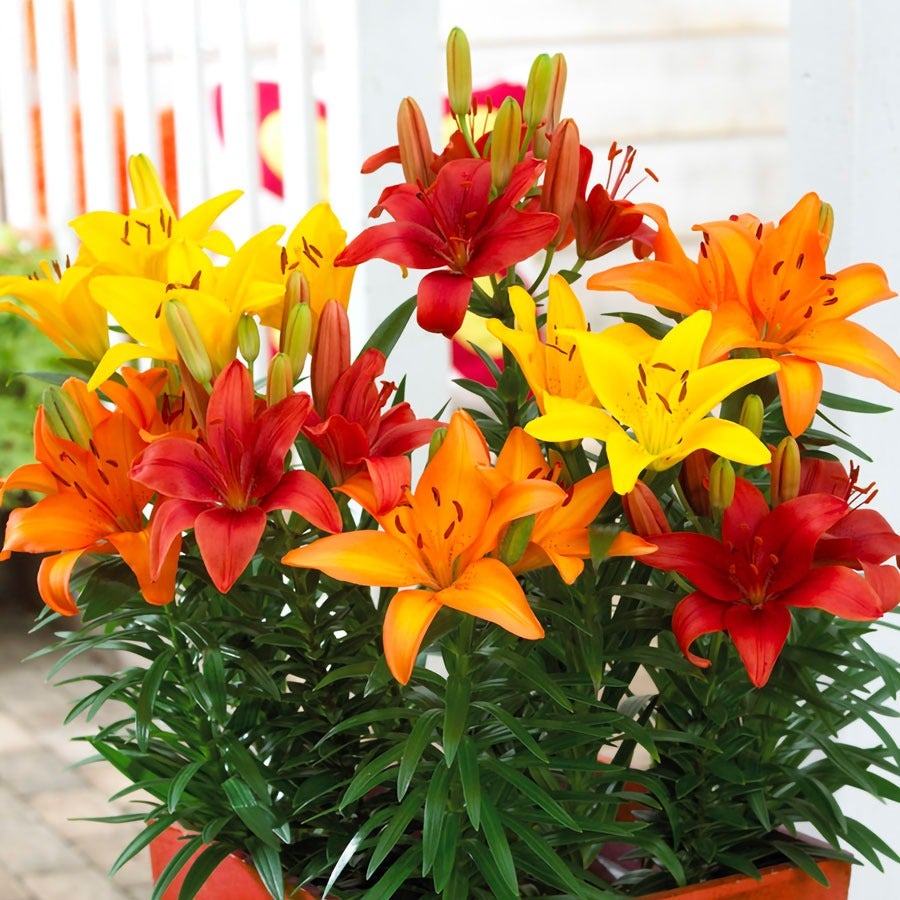 asiatic lily lilium asiaticum Lilium Sunset Patio Blend Asiatic Lily Bulbs