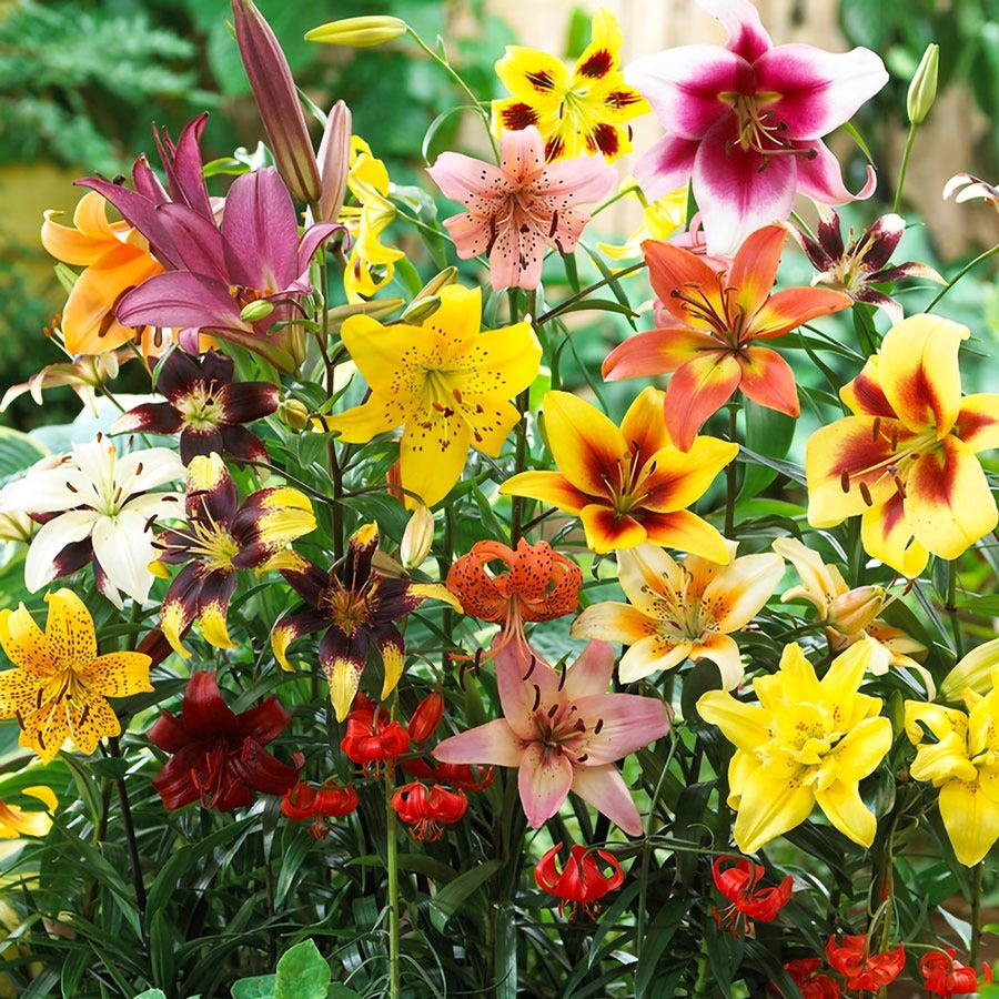 asiatic lily in the garden Lilium Non Stop Blooming Blend Asiatic Lily Bulbs
