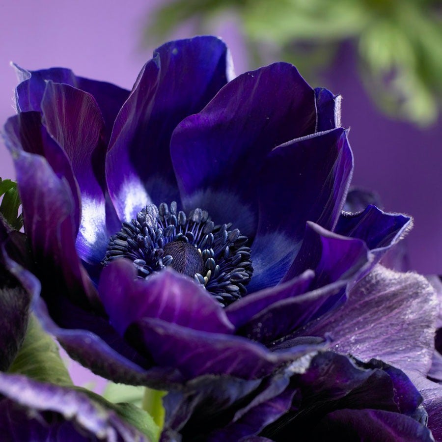 Anemone 'Mr. Fokker' Windflower Bulbs