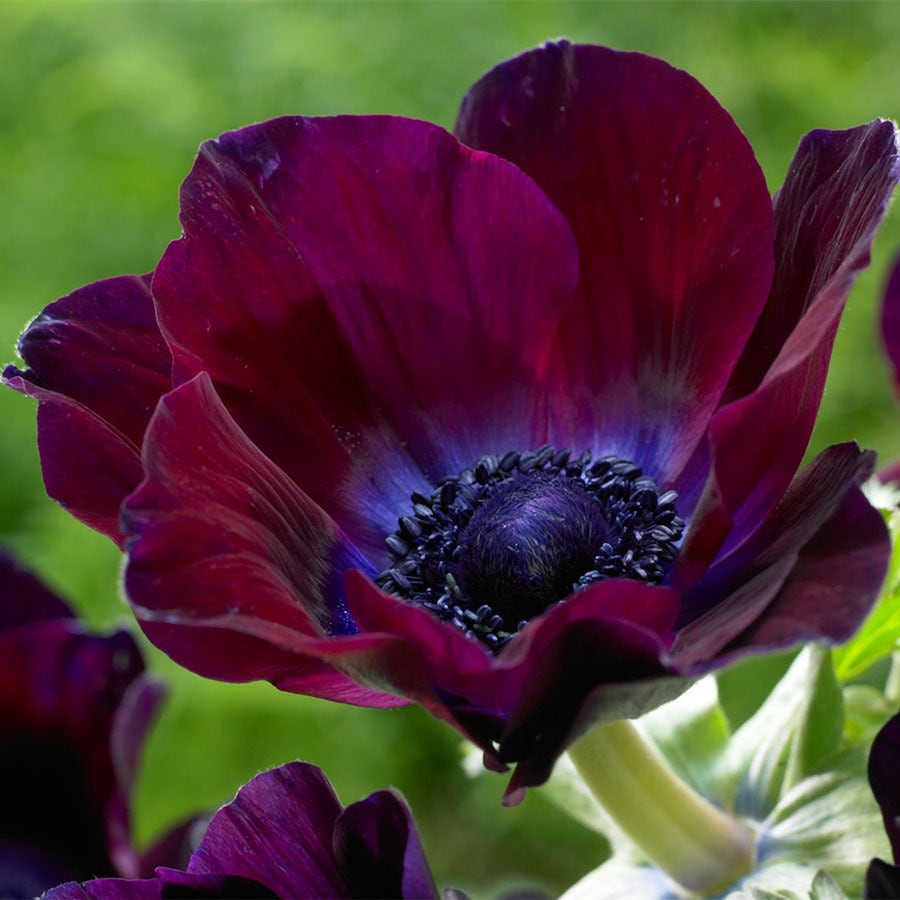 succulent anemone Anemone 'Meron Bordeaux' Windflower Bulbs – Wayside Gardens