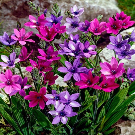 Babiana Mixed Baboon Flower Bulbs