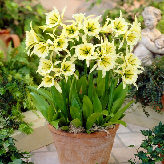 Hymenocallis 'Sulphur Queen' Peruvian Daffodil Bulbs