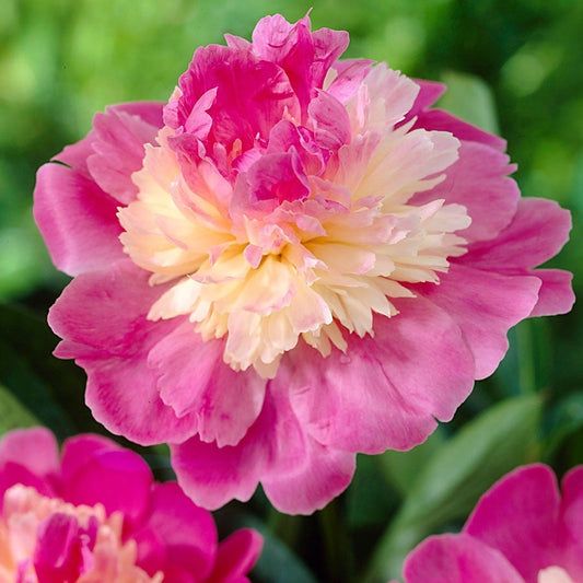 Paeonia 'Gay Paree' Peony