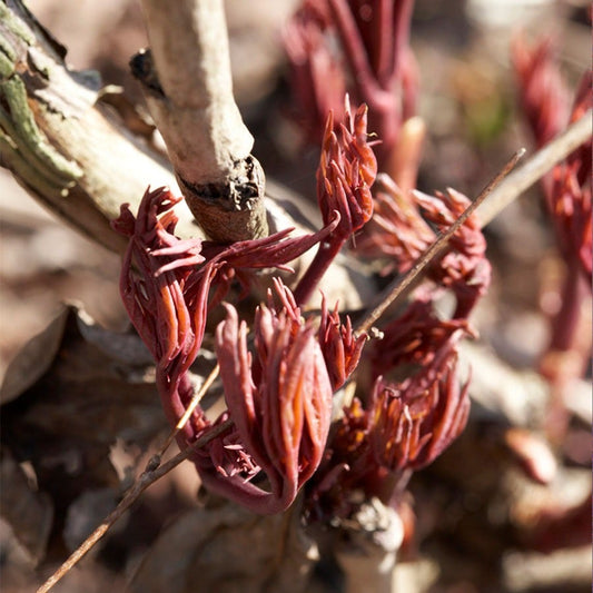 Paeonia 'London' Patio Peony