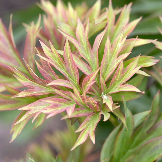 Paeonia 'Hillary' Itoh Peony